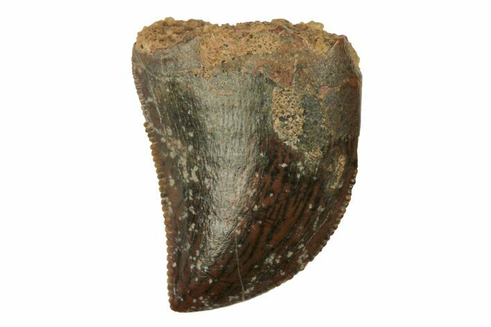 Serrated, Juvenile Carcharodontosaurus Tooth #228777